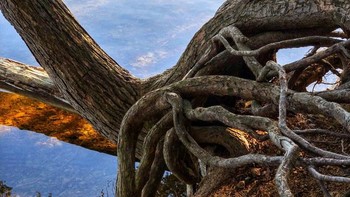 “Hemlock ini hampir tidak menempel di bibir pantai karena tanah berpasir membuatnya meluncur ke danau.” Foto: Brightside