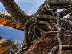 Potret Alam Aneh yang di Luar Perannya