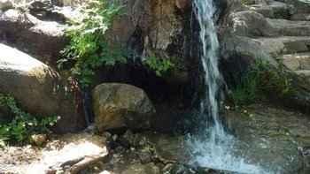 Aliran air yang keluar dari dalam pohon. Foto: Brightside