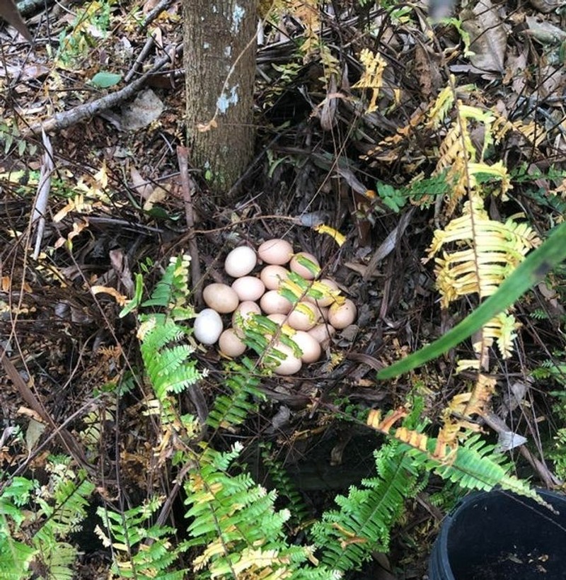 fotoinet foto alam unik