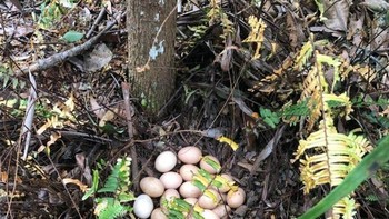 “Ibu mengira ayam-ayamnya sudah berhenti bertelur. Mereka sebenarnya menyembunyikannya.” Foto: Brightside