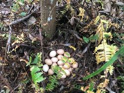 Potret Alam Aneh yang di Luar Perannya