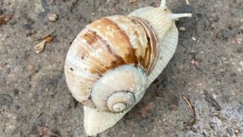 Siput juga bisa albino. Foto: Brightside