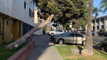 “Pohon ini, berpura-pura ingin tumbang” Foto: Brightside