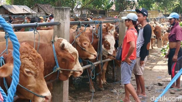 Menjelang Idul Adha, penjualan hewan kurban di Tulungagung mulai menggeliat. Temuan kasus antraks di Kecamatan Pagerwojo dinilai tidak terlalu berpengaruh.