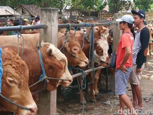 Kasus Antraks di Tulungagung Tak Berdampak pada Penjualan Hewan Kurban