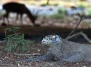 UNESCO Minta Pemerintah Indonesia Stop Proyek di Pulau Komodo