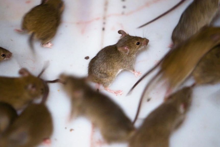 Mengapa ada Wabah Hama Tikus di Australia dan Apakah Bisa Dihentikan?