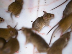 Mengapa ada Wabah Hama Tikus di Australia dan Apakah Bisa Dihentikan?