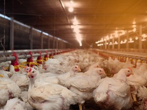 Peternak Gugat Rp 5,4 T: Pemerintah Abai dan Tidak Lindungi Kami!
