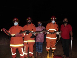 Ular Piton Ditangkap dari Kandang Ternak Warga Trenggalek