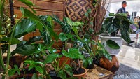 Ada berbagai jenis tanaman hias yang dipamerkan di pusat perbelanjaan tersebut.