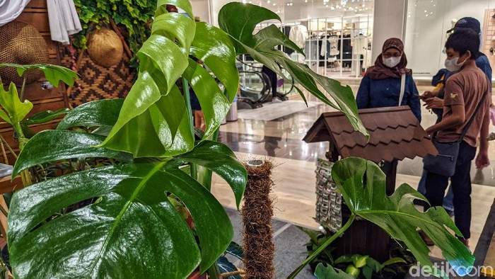 Berbagai Jenis Tanaman Hias Dipamerkan di TSM Cibubur Pengunjung pusat perbelanjaan melihat koleksi tanaman pada pameran tanaman hias 'Aquascaping Contest & Expo' di Trans Studio Mall (TSM) Cibubur, Sabtu (12/6/2021). Menurut data Asosiasi Bunga Indonesia (ASBINDO), peningkatan permintaan bunga hias mencapai 65 persen pada masa pandemi 2020.