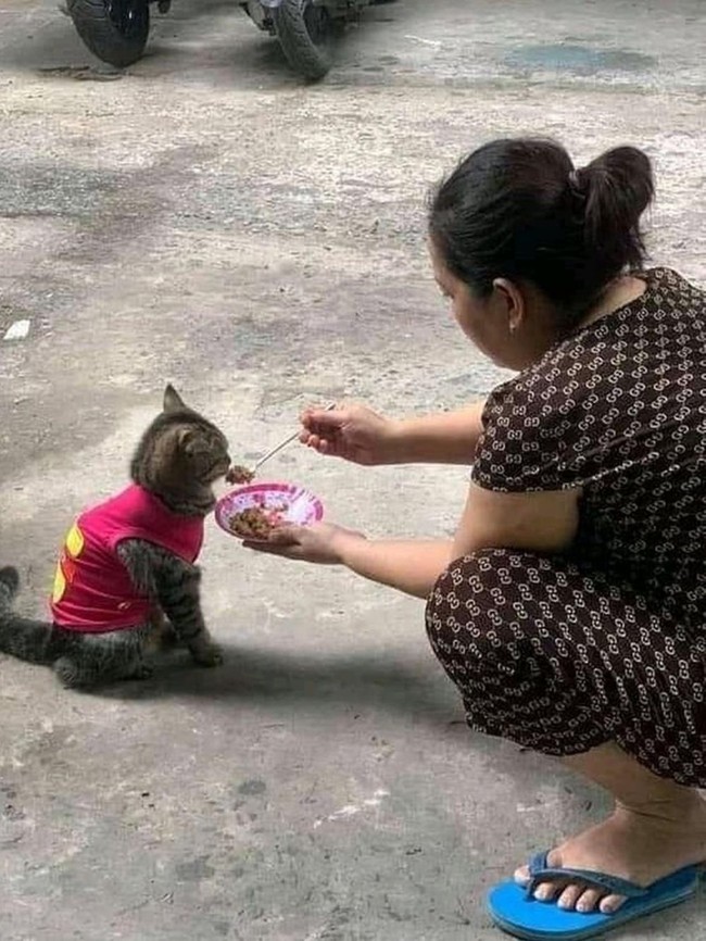 Nggak cuma dipakein baju, tapi juga disuapi loh.. Beruntung banget ya kucing yang satu ini, jadi kayak punya dayang-dayang pribadi. Foto: instagram.com/@sukijan.id