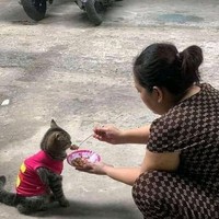 Nggak cuma dipakein baju, tapi juga disuapi loh.. Beruntung banget ya kucing yang satu ini, jadi kayak punya dayang-dayang pribadi. Foto: instagram.com/@sukijan.id