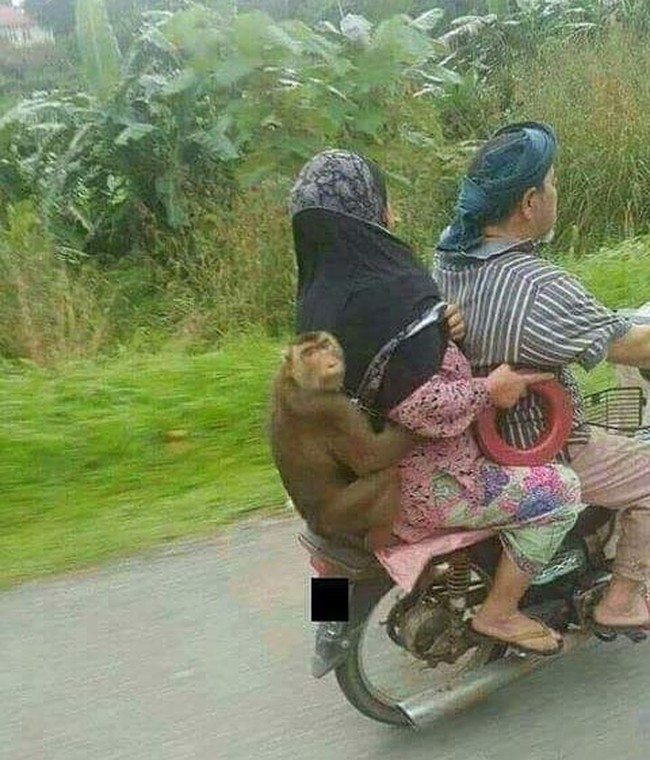 Monyetnya sampai pelukan erat gitu saking takut jatoh. Lagian si ibu pake acara bawa-bawa monyet peliharaannya segala deh. Foto: instagram.com/@sukijan.id