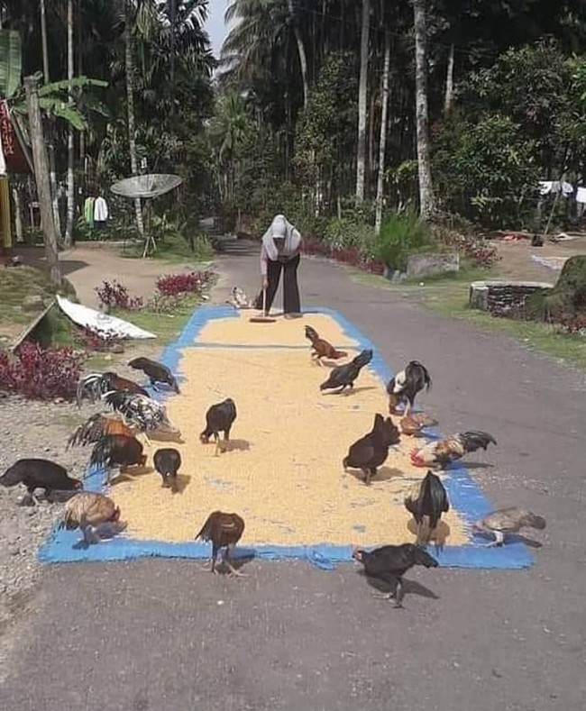 Cara mudah kasih makan hewan peliharaan kalau  hewan peliharaannya banyak. Kalo makanannya ditebar kayak gini pasti langsung auto pada ngumpul. Foto: instagram.com/@sukijan.id