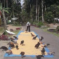 Cara mudah kasih makan hewan peliharaan kalau  hewan peliharaannya banyak. Kalo makanannya ditebar kayak gini pasti langsung auto pada ngumpul. Foto: instagram.com/@sukijan.id