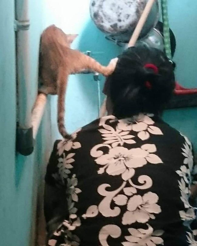 Nah lumayan deh hewan peliharannya bisa dijadikan tempat penyanggah kepala. Tapi jatohnya malah jadi kayak kurang ajar yah ni si kucing.. Foto: instagram.com/@sukijan.id