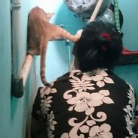 Nah lumayan deh hewan peliharannya bisa dijadikan tempat penyanggah kepala. Tapi jatohnya malah jadi kayak kurang ajar yah ni si kucing.. Foto: instagram.com/@sukijan.id