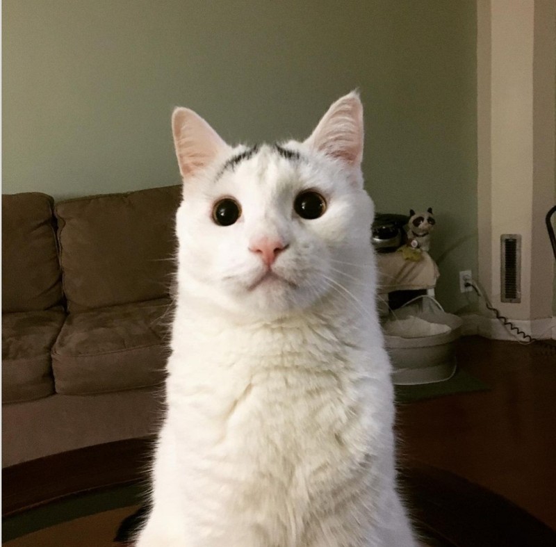 fotoinet kumpulan hewan dengan bentuk tubuh unik