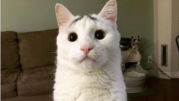 Kucing ini punya bulu bergaris hitam di atas mata, jadi seperti alis. Foto: Brightside