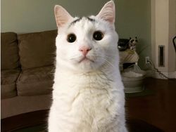 Kumpulan Hewan dengan Bentuk Tubuh Unik dan Aneh