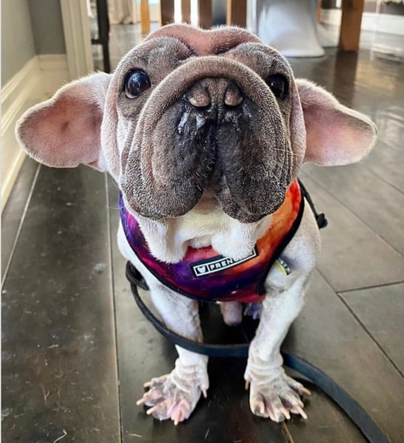 fotoinet kumpulan hewan dengan bentuk tubuh unik