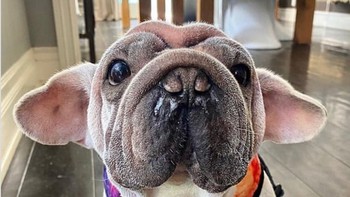 Bulldog kecil dengan mulut yang sangat tinggi. Foto: Brightside