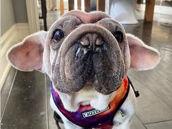 Kumpulan Hewan dengan Bentuk Tubuh Unik dan Aneh