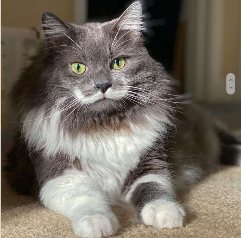 fotoinet kumpulan hewan dengan bentuk tubuh unik