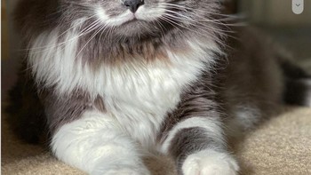 Bulu pada bibir atas kucing ini warnanya putih, jadi seperti kumis berbentuk huruf W. Foto: Brightside