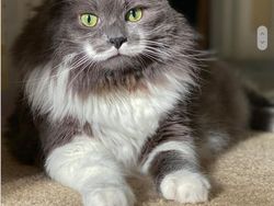 Kumpulan Hewan dengan Bentuk Tubuh Unik dan Aneh