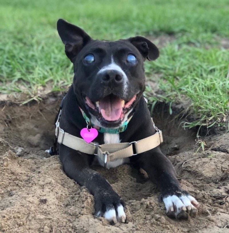 fotoinet kumpulan hewan dengan bentuk tubuh unik