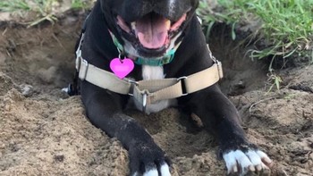 Anjing bermata biru, kok bisa ya? Foto: Brightside