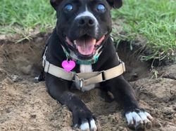 Kumpulan Hewan dengan Bentuk Tubuh Unik dan Aneh