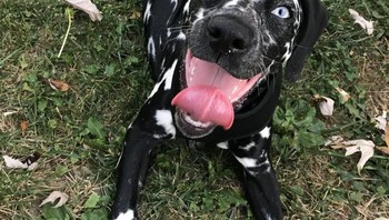Anjing Dalmatian biasa putih bertotol hitam. Kalau ini seperti kebalikannya. Foto: Brightside