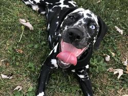 Kumpulan Hewan dengan Bentuk Tubuh Unik dan Aneh