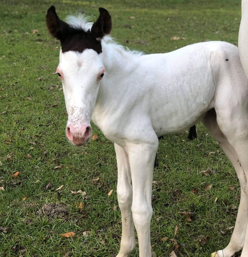 fotoinet kumpulan hewan dengan bentuk tubuh unik
