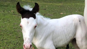Kuda ini hanya kupingnya saja yang berbulu hitam, lucu ya. Foto: Brightside