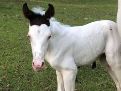 Kumpulan Hewan dengan Bentuk Tubuh Unik dan Aneh