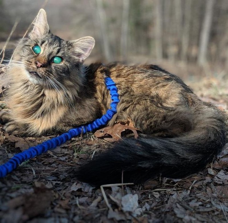 fotoinet kumpulan hewan dengan bentuk tubuh unik