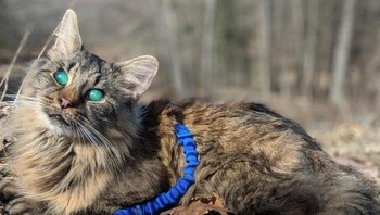 Kucing dengan mata hijau yang aneh. Foto: Brightside