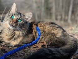 Kumpulan Hewan dengan Bentuk Tubuh Unik dan Aneh