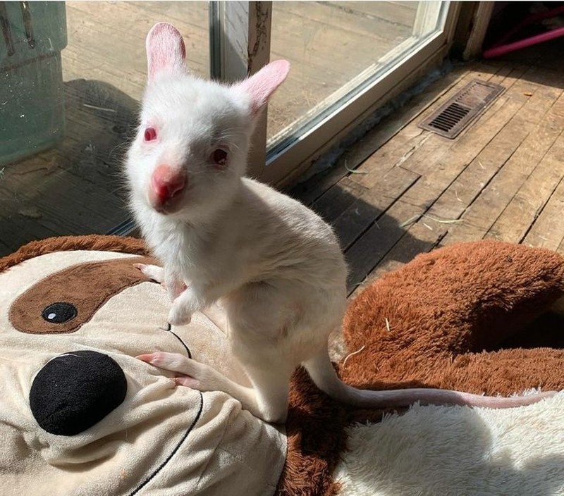 fotoinet kumpulan hewan dengan bentuk tubuh unik