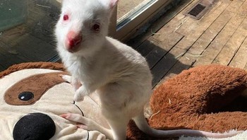 Wallaby albino. Foto: Brightside