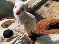 Kumpulan Hewan dengan Bentuk Tubuh Unik dan Aneh