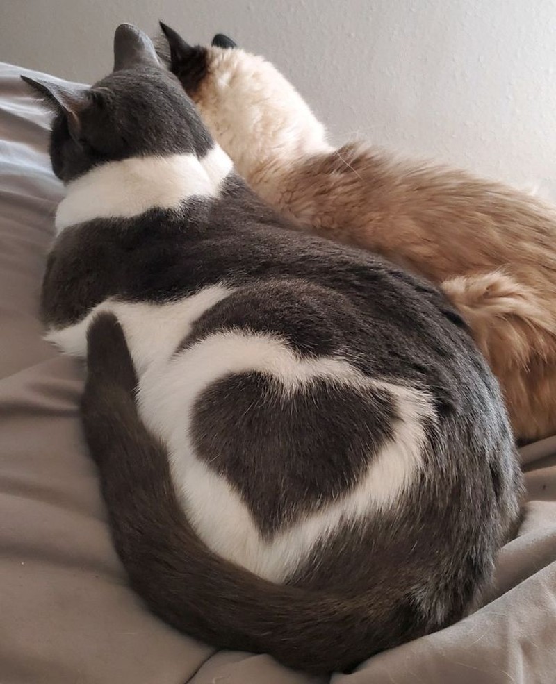 fotoinet kumpulan hewan dengan bentuk tubuh unik