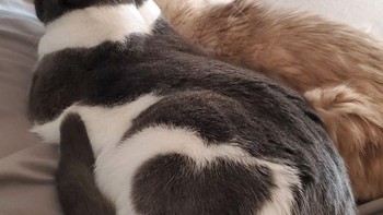 Motif bulu kucing berbentuk Love. Foto: Brightside