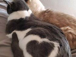 Kumpulan Hewan dengan Bentuk Tubuh Unik dan Aneh